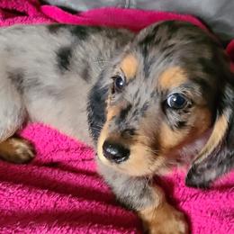 Dachshunds from Boney's Low Riding Dachshunds