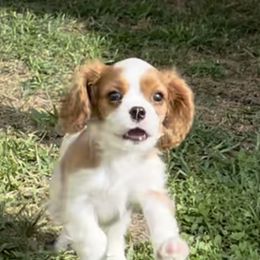 Cavalier King Charles Spaniels from Skylynn Cavaliers