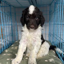 Moe - Parti male Goldendoodle puppy in Prosperity, Pennsylvania from Stelladoodles & Company