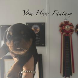 Girl 1 - Black and mahogany female Rottweiler puppy in Cleveland, Texas from Vom Haus Fantasy Rottweiler Kennel