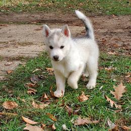 Pepper (green) - Gray and white female Siberian Husky puppy in Elk River, Minnesota from Naturez Siberians