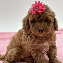 Goldendoodle, Shorkie, and Yorkshire Terrier Puppies from Jenny La Bone