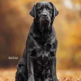 Zara - Labrador Retriever