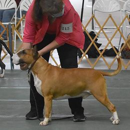 Bull Terrier and Staffordshire Bull Terrier All Grown Up from Terri Cournoyer