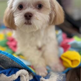Pippin - Shih Tzu