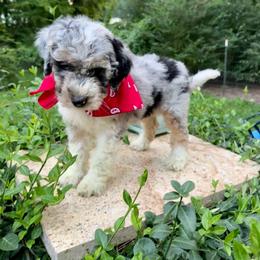 Snowman - Blue merle male Aussiedoodle puppy in Chattanooga, Tennessee from Leafy Acre Mini Farm