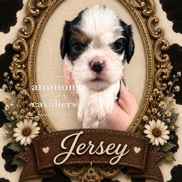 Jersey - Tri-color female Cavalier King Charles Spaniel puppy in Ammon, Idaho from Ammon Acres Cavaliers