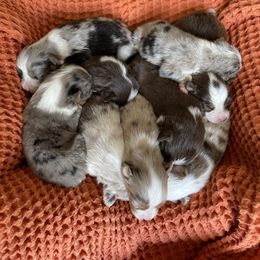 Miniature Australian Shepherd Puppies from Wild Outlaw Aussies