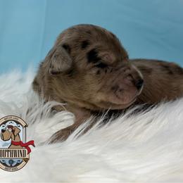 Kissy - Merle female Great Dane puppy in White City, Kansas from Southwind Great Danes