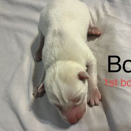 Siberian Husky Puppies from Howlin’ Husky Farms