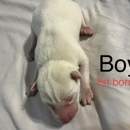 Siberian Husky Puppies from Howlin’ Husky Farms