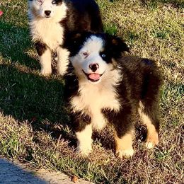 Australian Shepherd and Miniature Australian Shepherd Puppies from Magic Ranch Mini Aussies