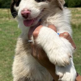 Australian Shepherds from SSS Aussies