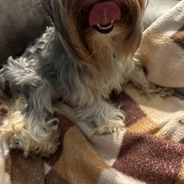 Yorkshire Terrier Puppies from MCM Acres