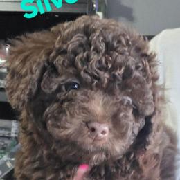 Silverado - Brown and white male Aussiedoodle puppy in Loveland, Colorado from A&L Ranch Aussiedoodles