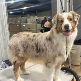 Star Fire De La Ribera Norte - Argentina - Red merle female Australian Shepherd puppy in De Leon, Texas from Oceanwood
