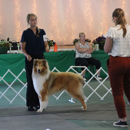 Calvin - Collie