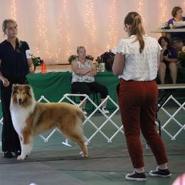 Calvin - Collie