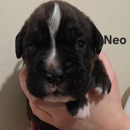 NEO - Brindle male Boxer puppy in Evans, Georgia from Kimberly's Boxers
