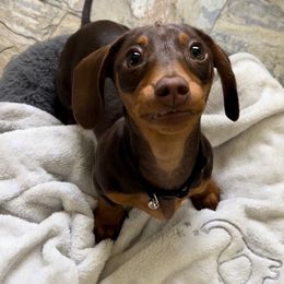 Dachshund Puppies from A&M's Dachshunds
