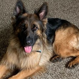 German Shepherds from London German Shepherds