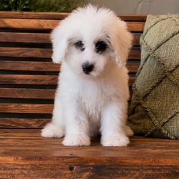 Lainey - Blue merle and white female Sheepadoodle puppy in Norwood, Missouri from Neuroth Pup Co.