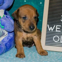 U.S.A. Collar Boy - Red male German Pinscher puppy in Topeka, Kansas from Rhapsody German Pinschers