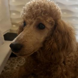 April - Poodle