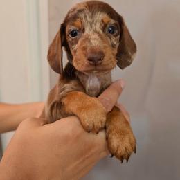 Male 2 red - Dapple male Dachshund puppy in Hesperia, California from VOM HAUSE Imperial