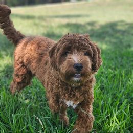 Kini - Australian Labradoodle