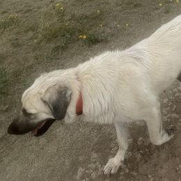 Lana - Anatolian Shepherd Dog