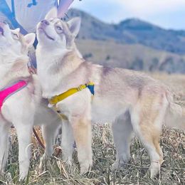Siberian Husky puppies from Mahavidya Siberians
