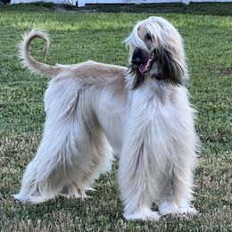 Afghan Hounds from Sodo Afghan Hounds