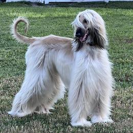 Afghan Hounds from Sodo Afghan Hounds
