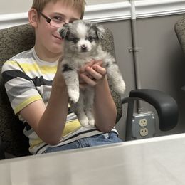 Teddy (aka tiny) - Blue merle male Toy Australian Shepherd puppy in Reidsville, North Carolina from Cherry Grove Kennel