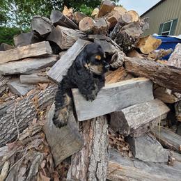Tarzan - Black and tan male Cocker Spaniel puppy in Theodosia, Missouri from Show'NTail Cockers