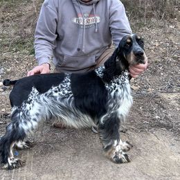 Huck - English Springer Spaniel