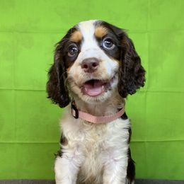 Cara - Liver white and tan female English Springer Spaniel puppy in Crawford, Tennessee from Lilly Lane Spaniels