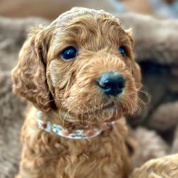 Zion - Red  female Goldendoodle puppy in Payson, Utah from Mountainside Goldendoodle