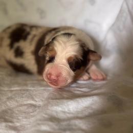 Stormy - Red merle female Australian Shepherd puppy in Morrow, Ohio from OakHaven Acres Aussies
