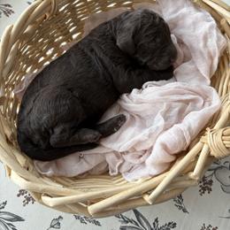 Carli - Chocolate female Goldendoodle puppy in Mesa, Arizona from Schmidt’s Doxies N Doodles