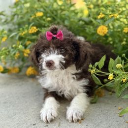 Ruby - Brown and white female Aussiedoodle puppy in Eastman, Georgia from Dood B Ranch