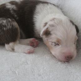 Girl 2 - female Australian Shepherd puppy in Granville, Ohio from River Trails Aussies