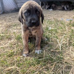 Boy 2 Brown Boy - Brindle male Anatolian Shepherd Dog puppy in Cleveland, Minnesota from Schmahl Family Farms