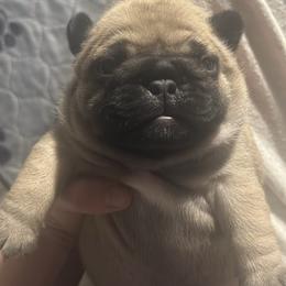 Zuma - Fawn female French Bulldog puppy in Ashland, Ohio from HazyDayFrenchies
