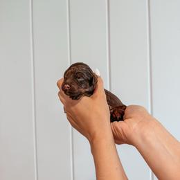 Brooks - Brown and white male Aussiedoodle puppy in Tryon, North Carolina from Melrose Mountain Farm