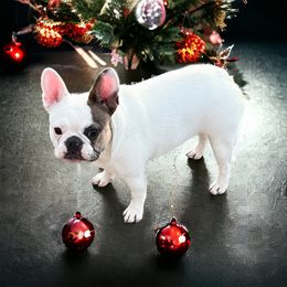 Bristol - French Bulldog