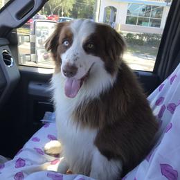 Australian Shepherd Puppies from Soggy Bottom Farms