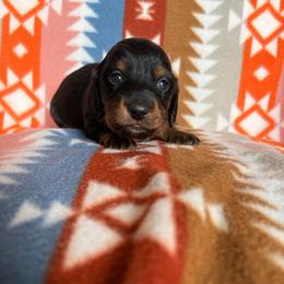 Mack - Black and tan male Dachshund puppy in Temple, Texas from Brit’s Doxie Crossing