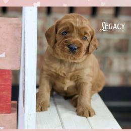 Legacy - Red male Australian Labradoodle puppy in Redding, California from Shasta Royal Monroe Puppies